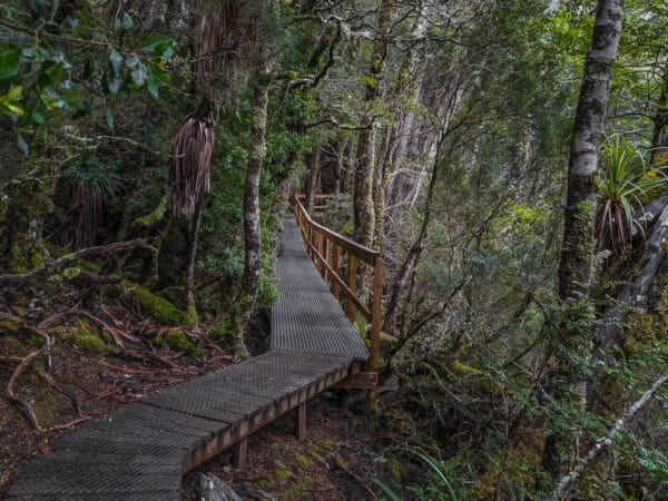 Dove Lake Circuit | Cradle Mountain’s Best Short Walk
