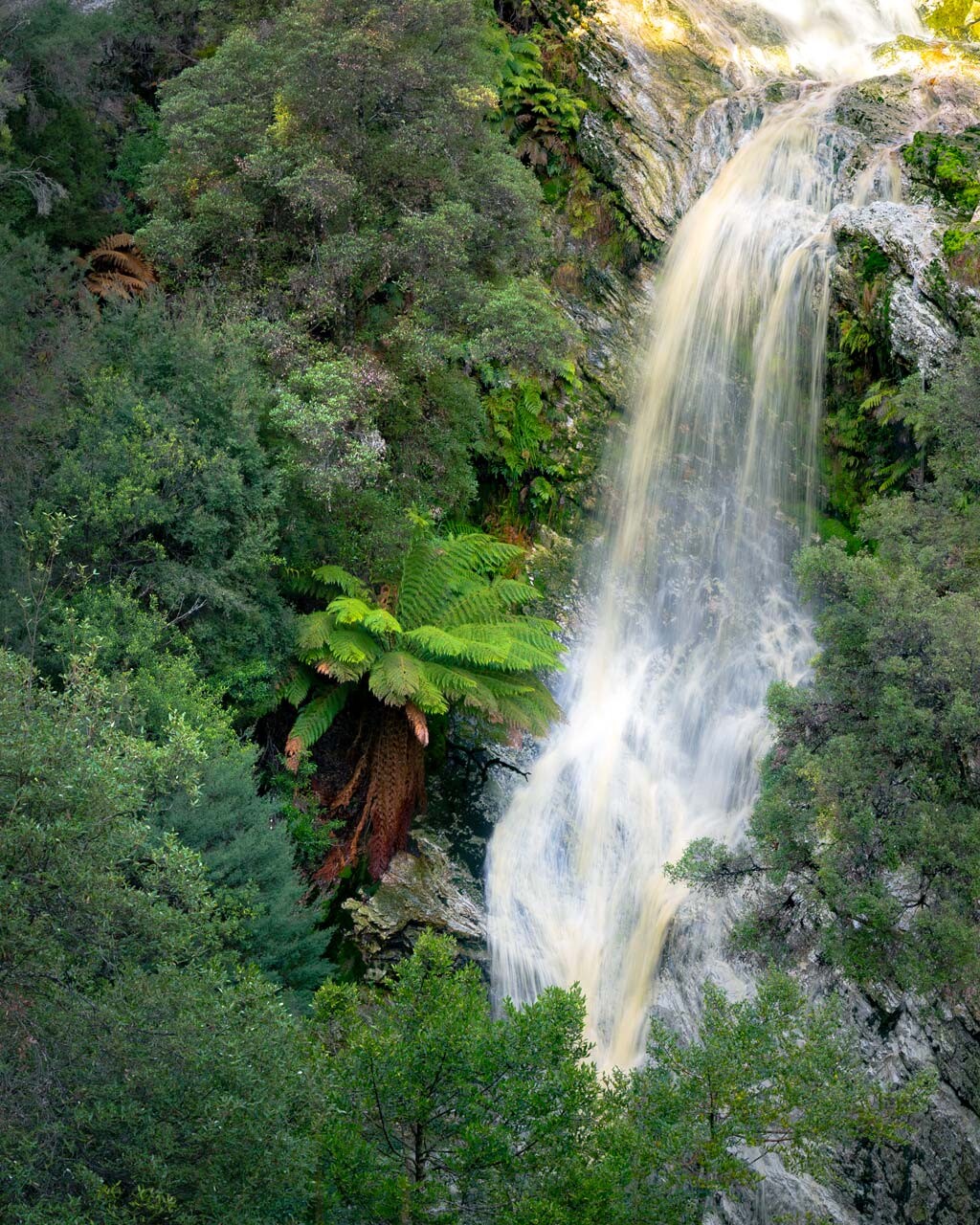Detention Falls flowing fast into the vibrant forest lined with green tree ferns