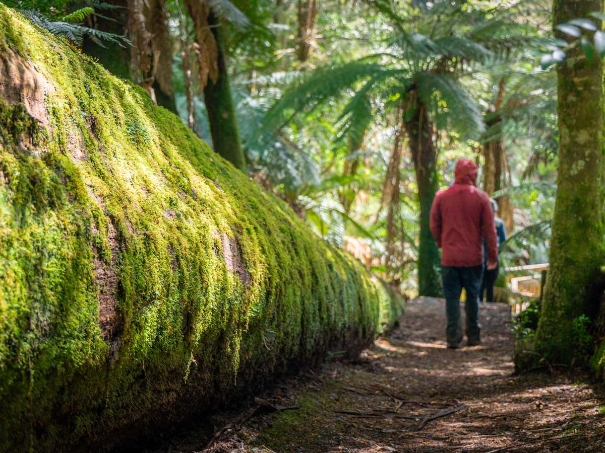 Styx Tall Trees Forest Reserve Exploring Tasmania's Tallest Trees