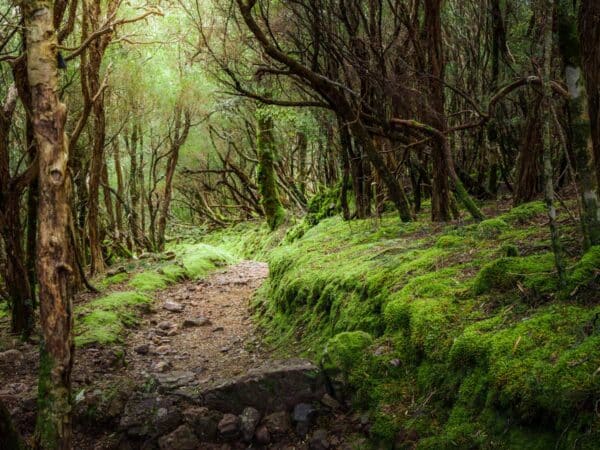 Mount Roland Tasmania | Everything You Need To Know To Explore The Reserve