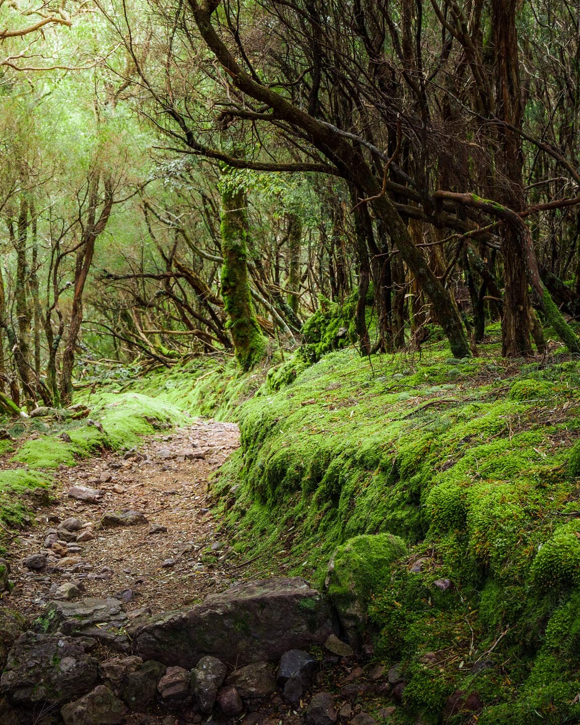 Twisting forest of Mt Roland Regional Reserve