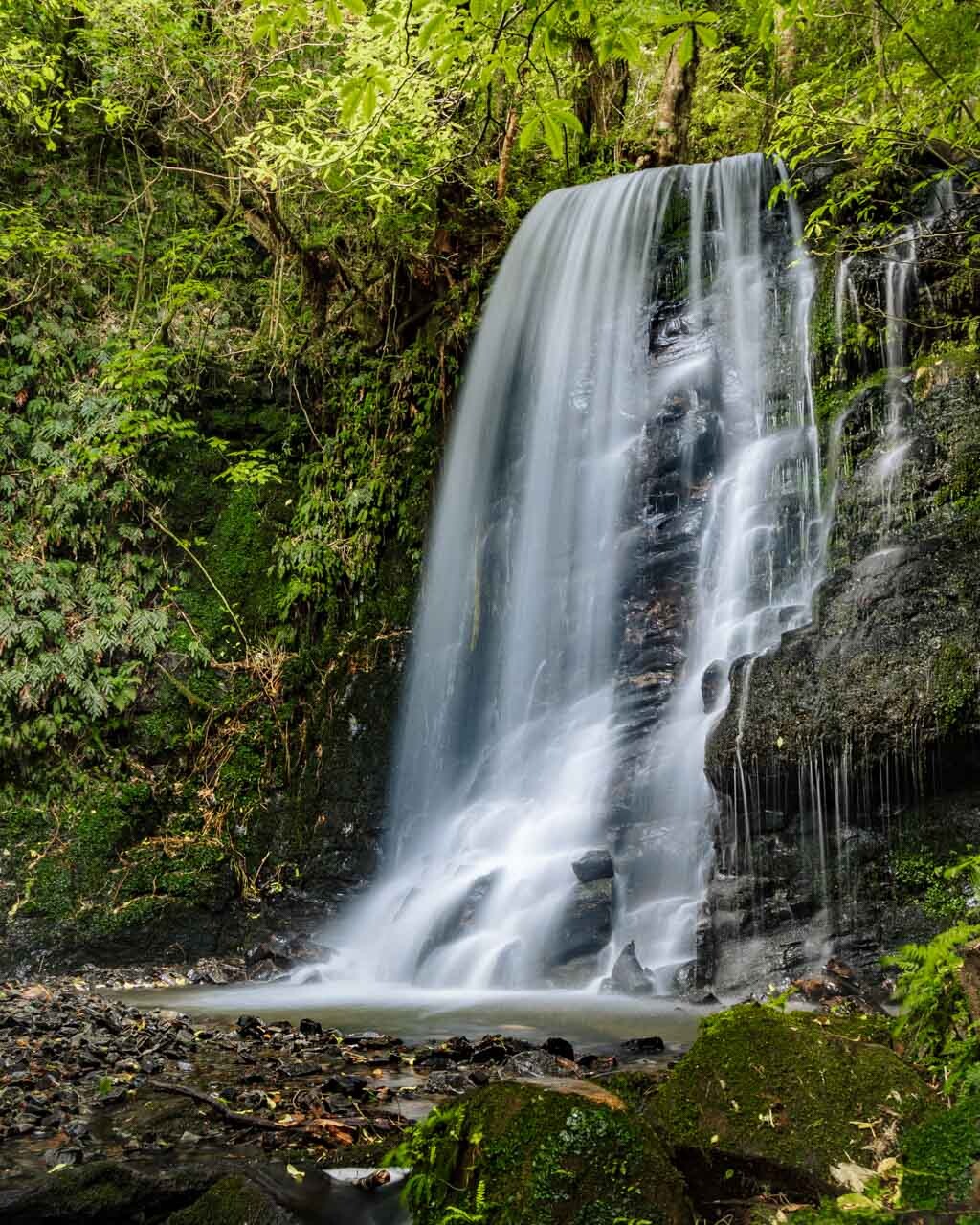 Matai Falls surrounded by vibrant green forests