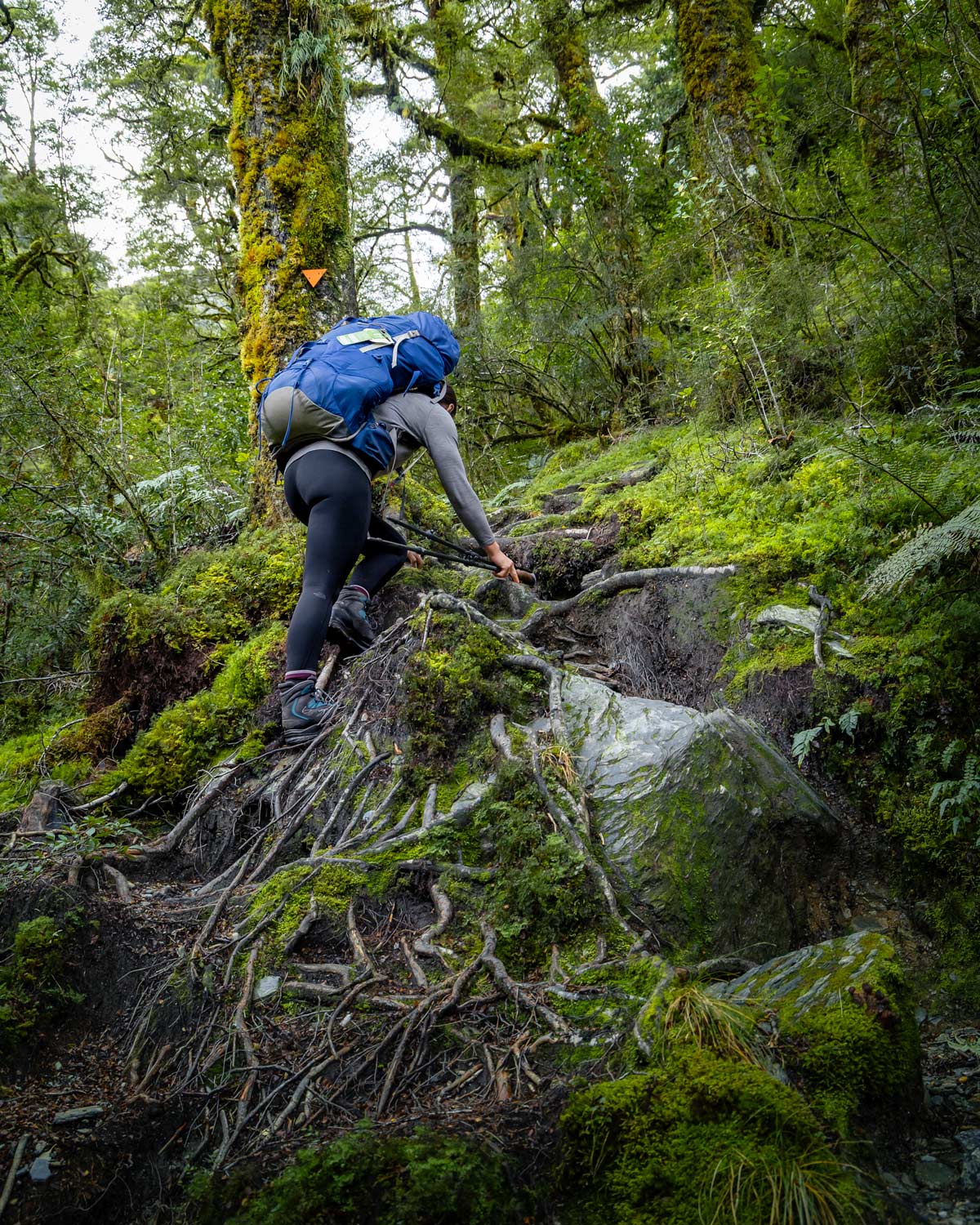 HIking through thick forest in my favourite hiking tights